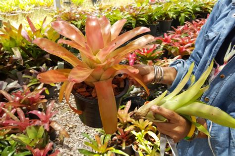 How to Make More Bromeliads | HappySprout