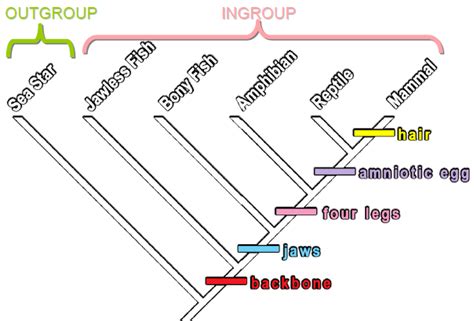 synapomorphy vs symplesiomorphy - Google-søgning | Evolution, Sea star, Amphibians