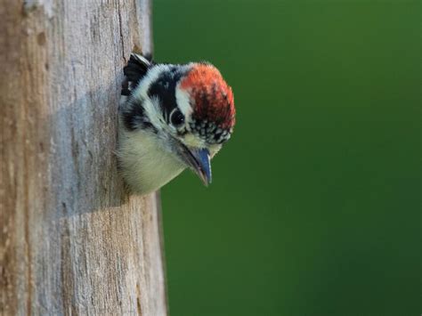 Downy Woodpecker Nesting (Behavior, Eggs, Location + FAQs) | Birdfact