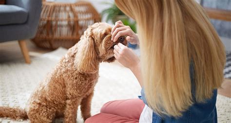 How to Brush Your Dog’s Teeth and Live to Tell the Tale | BeChewy