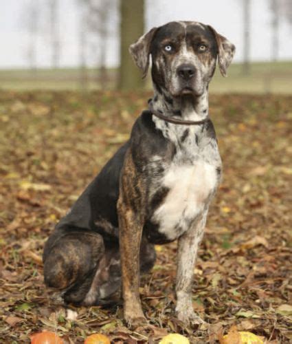 Catahoula Leopard Dog Breed Information, Images, Characteristics, Health