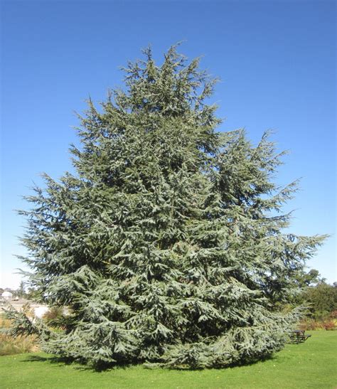 Cedars - Tree Guide UK - Cedar tree identification