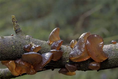 Exidia recisa: The Amber Jelly Fungus Identification & Look Alikes