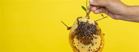 Guelph Pest Control: Proper Bee Nest Removal and Prevention Tips