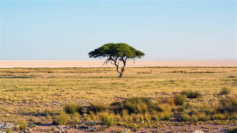 HD wallpaper: nature, Namibia, trees, landscape, savannah, national park | Wallpaper Flare