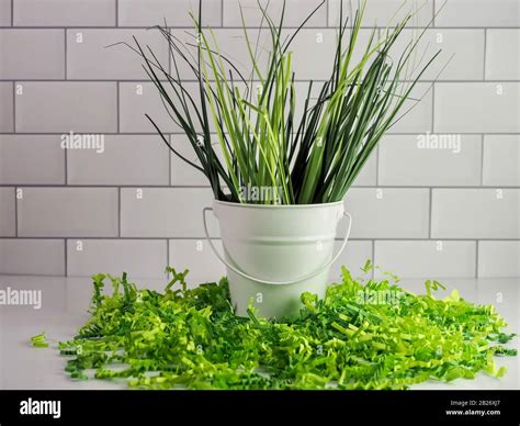 Spring grass in a white metal bucket surrounded by bright green paper ...