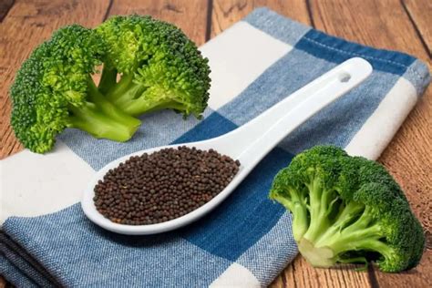 Do You Know What Do Broccoli Seeds Look Like? - Grower Today