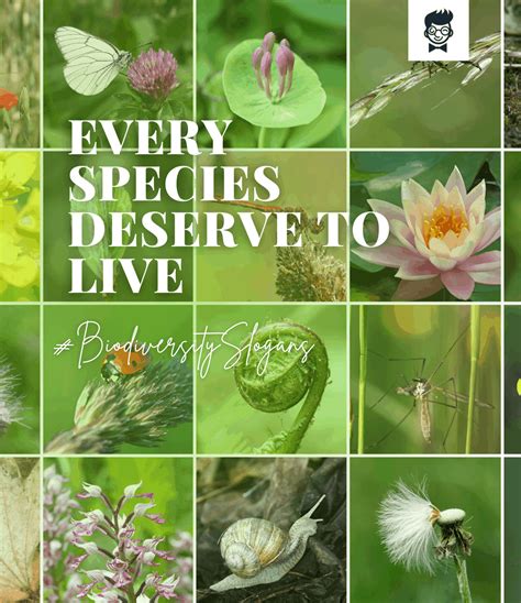 450+ Amazing Biodiversity Slogans -TheBrandBoy.com