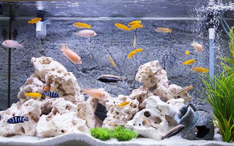 How to Set Up a Cichlids Fish Tank? - AquariumNexus