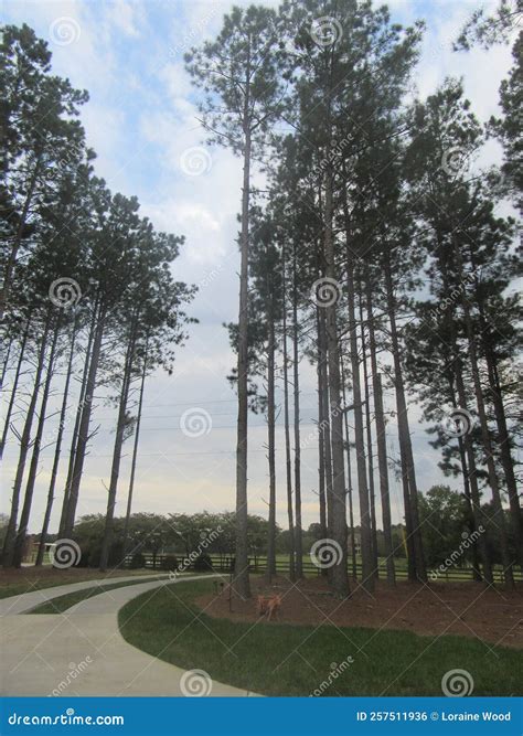 Trees in Driveway stock photo. Image of frost, sunlight - 257511936