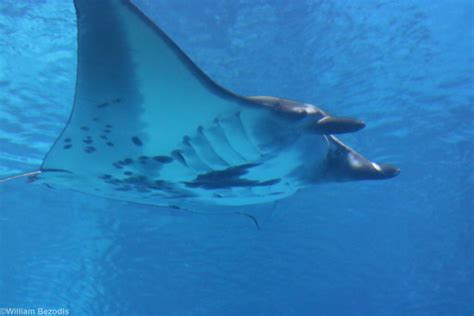 Reef Manta Ray - ZooChat