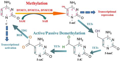 Site-Specific DNA Demethylation as a Potential Target for Cancer ...