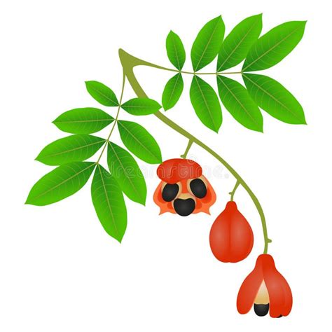 Branch with Fruits and Ackee Leaves on a White Background. Stock Vector ...