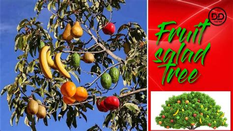 The Benefits Of Growing Dwarf Combo Fruit Trees –, 46% OFF
