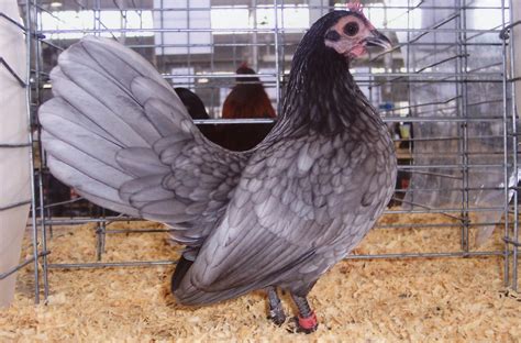 Blue Old English Bantam - Bantam Chicks | Cackle Hatchery®