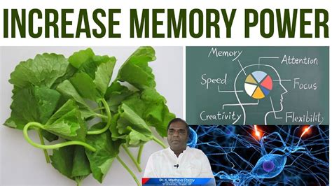 Best Herbal Plant For Increase Memory Power | Memory-Boosting Herbs and... | Increase memory ...