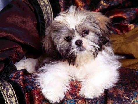 Shih Tzu - Pet Your Dog