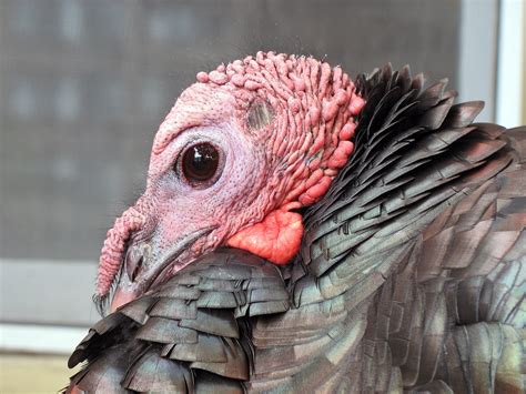 File:Wild turkey closeup.JPG - Wikipedia