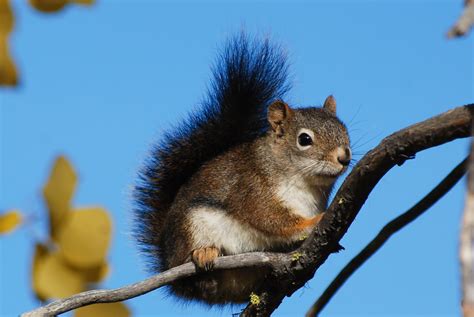 Pine squirrels love, love, love their pines! - Welcome Wildlife