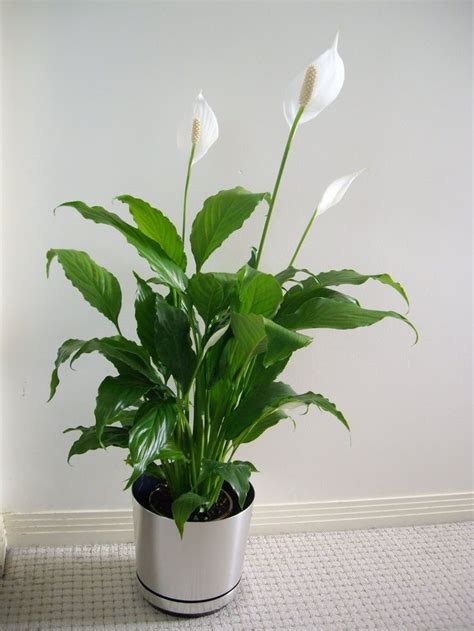 peace lily | Peace Lily | I HAVE WINDOWS NOW! | Indoor plants low light ...