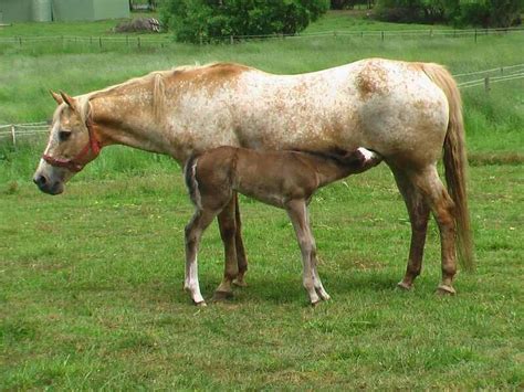 Cayuse Indian Pony Breed Information, History, Videos, Pictures