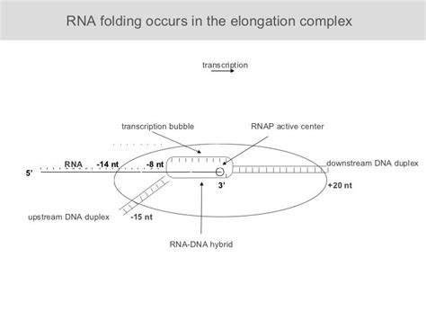 Rna Folding