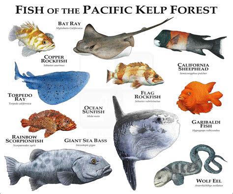 Pacific Ocean Underwater Animals