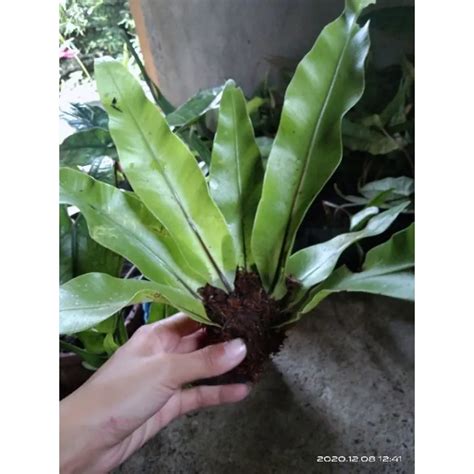 Bird nest Fern (Pakpak Lawin Dapo) | Lazada PH