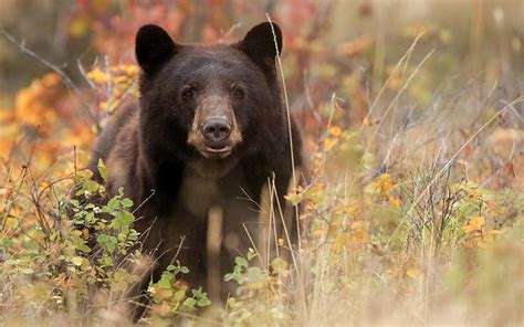 HD wallpaper: black bear, american black bear, grass, muzzle, animal, wildlife | Wallpaper Flare