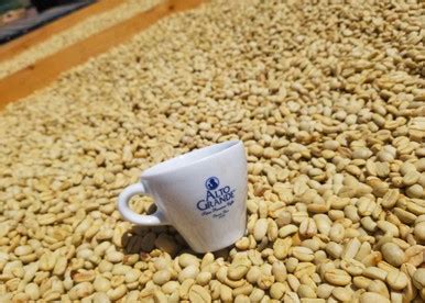 Yauco Selecto Puerto Rico AA Specialty Grade Green Coffee