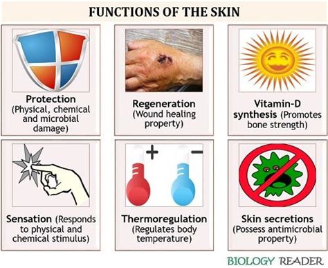 The 7 Functions Of Skin