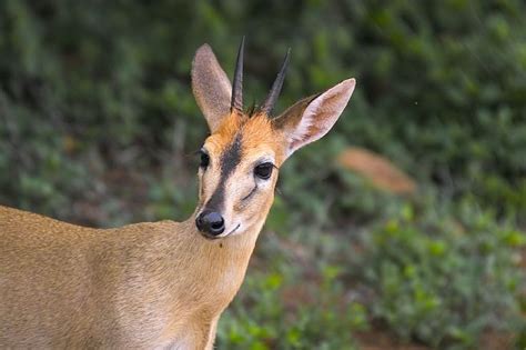 Common Duiker (Sylvicapra grimmia) aka Grey Duiker or Bush Duiker ...