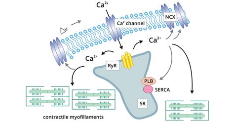 Find Cardiomyocyte Markers Information and Reagents- CUSABIO