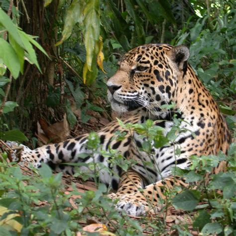 Cockscomb Jaguar Preserve Hike - Get to Know Belize Adventures