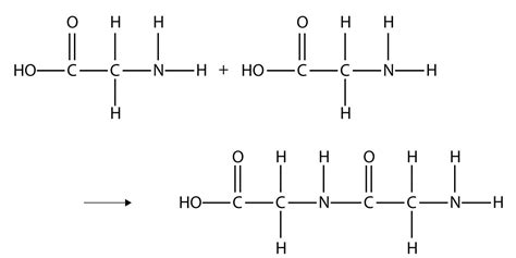 This is the polymer of a protein. Proteins are polymers of amino acids ...