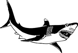 Illustration gratuite: Requin, Blanc, Dessin Animé - Image gratuite sur Pixabay - 2317422