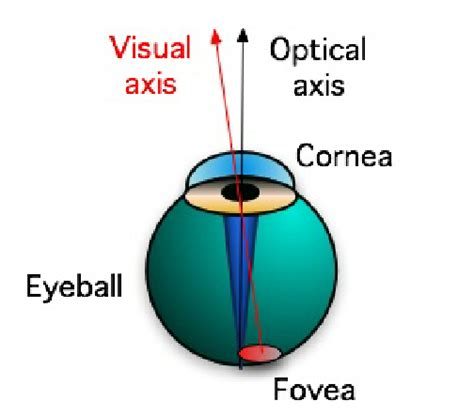 Eye structure. Observe the difference between the optical axis, defined ...