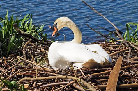 Swan Nest Nature - Free photo on Pixabay - Pixabay