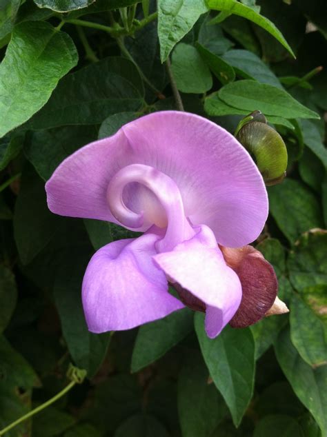 Purple Trumpet Vine or shrimp vine...plant yearly...prob need to special order...will cover a ...