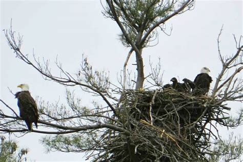 Princeton Nature Notes: Bald Eagles Nesting Next To Carnegie Lake