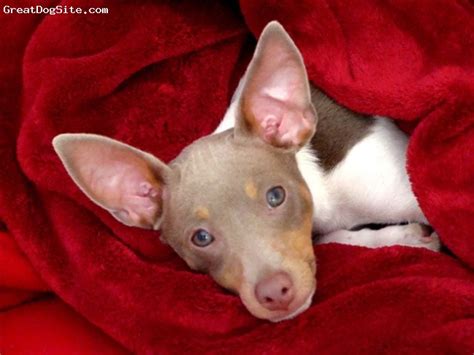 A photo of a 2 old, Pearl, Rat Terrier - Our first Rattie. ... | GreatDogSite.com