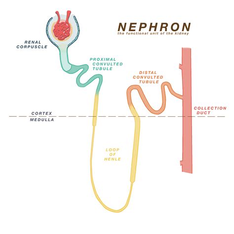 Loop Of Henle Function : NEW OCR Biology A 5.2.6 Kidney Function: Loop of henle and ... - Loop ...