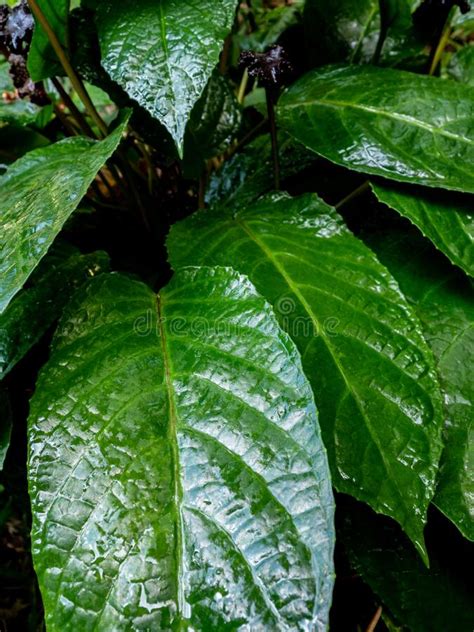 Congo Fig Dorstenia Elata Glossy and Dark Green Leaf Surface of Rainforest Plants Stock Image ...