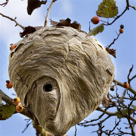 What You Should Know About Wasp Nests: The Different Types, How to ...