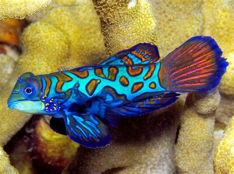 Mandarinfish - Fishes World - HD Images & Free Photos