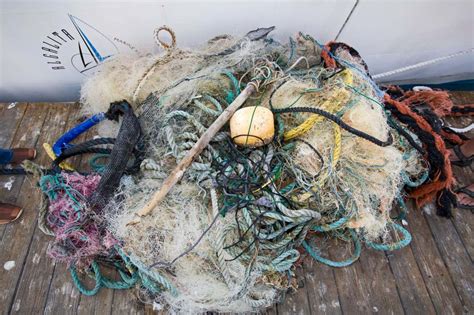 Great Pacific Garbage Patch hosts stable community of coastal animals - The Science Latest