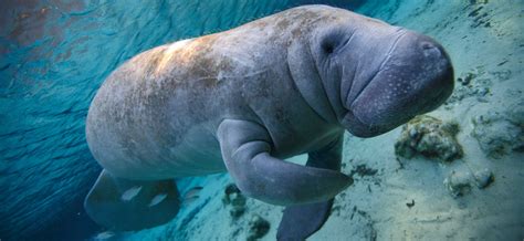 Manatees and Dugongs | The Marine Mammal Center