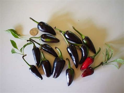 Five Purple Peppers For Extra Pop: PepperScale Roundup - PepperScale