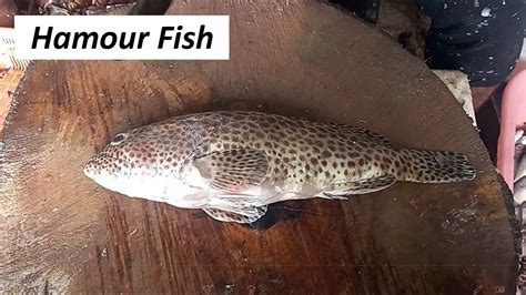 Hamour Fish cutting and cleaning in Chennai Fish Market - YouTube