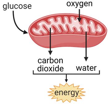 Mitochondria Diagram Labeled Cellular Respiration